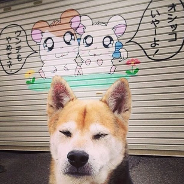 _森林狼年轻球员火力十足，逐步崛起_，森林狼的球员