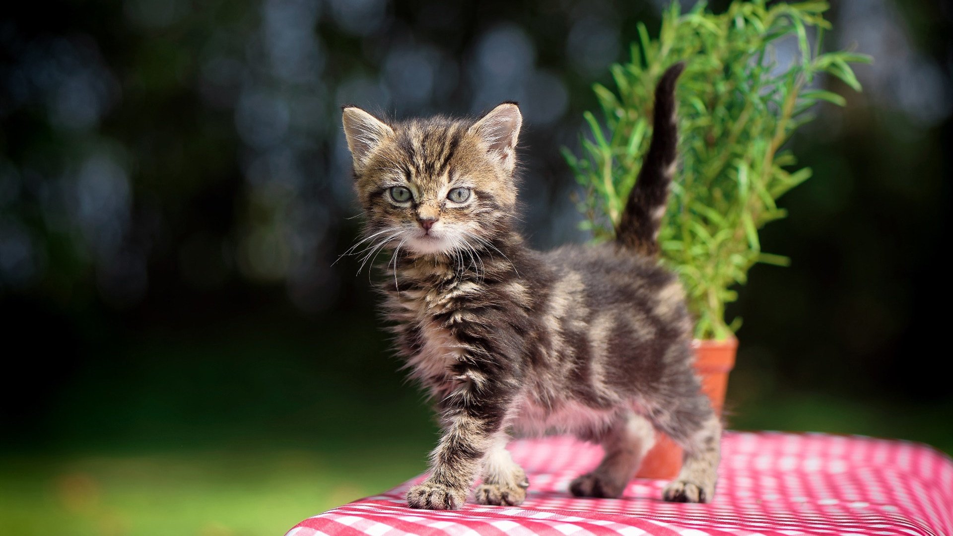 “全球巡演：五大洲最震撼的极限赛段”，五大洲选手首次齐聚的奥运会是哪一届