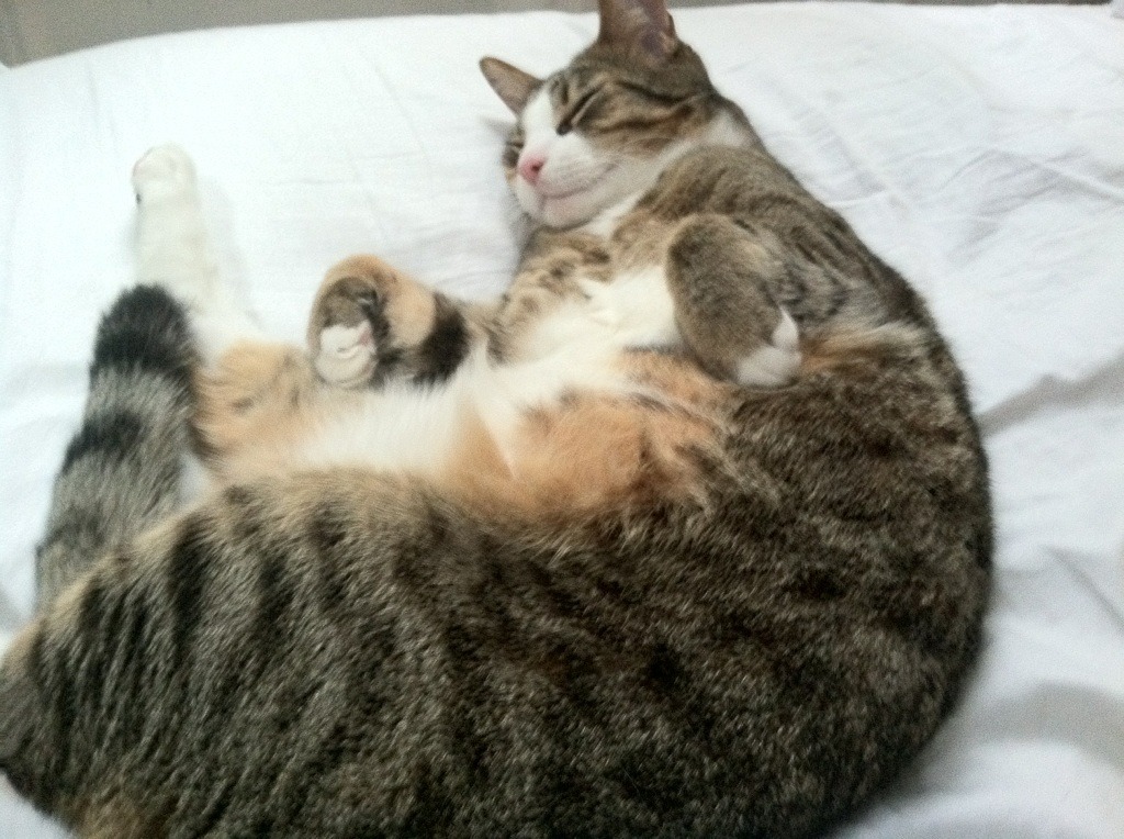 上海队连续三场连胜，士气高涨冲击冠军，上海队夺冠阵容